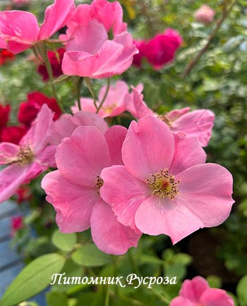 МОТЫЛЕК (1975)