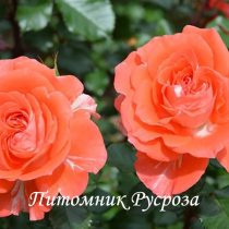 НАТАЛЬЯ МУРАВСКАЯ