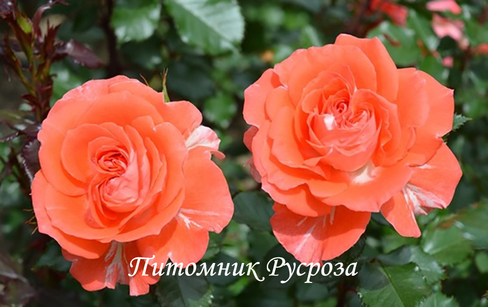 НАТАЛЬЯ МУРАВСКАЯ