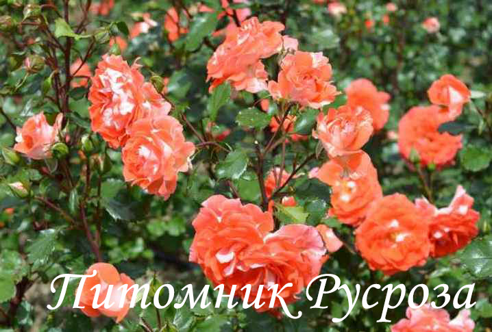 НАТАЛЬЯ МУРАВСКАЯ