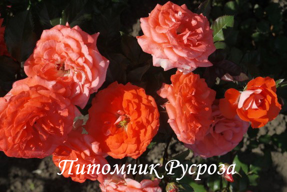 НАТАЛЬЯ МУРАВСКАЯ