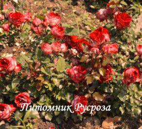 НАТАЛЬЯ МУРАВСКАЯ