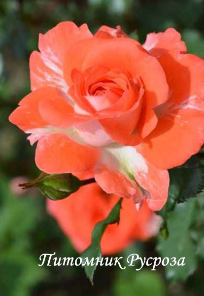 НАТАЛЬЯ МУРАВСКАЯ