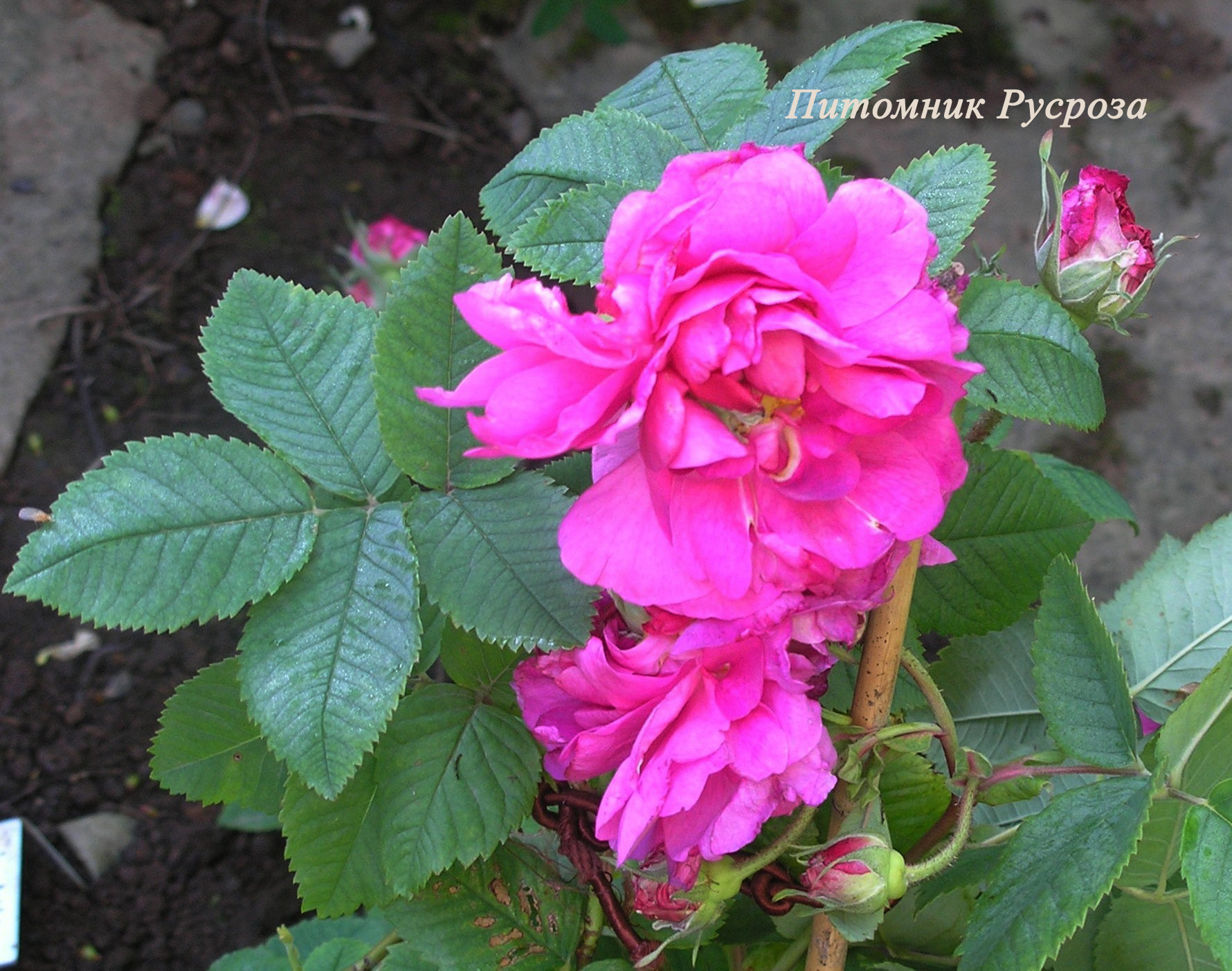 AGATHA (FRANCFORT AGATHE)