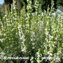 Иссоп лекарственный 