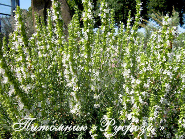 Иссоп лекарственный 