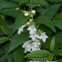 Кадило мелиссолистное 