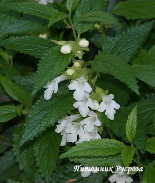 Кадило мелиссолистное 