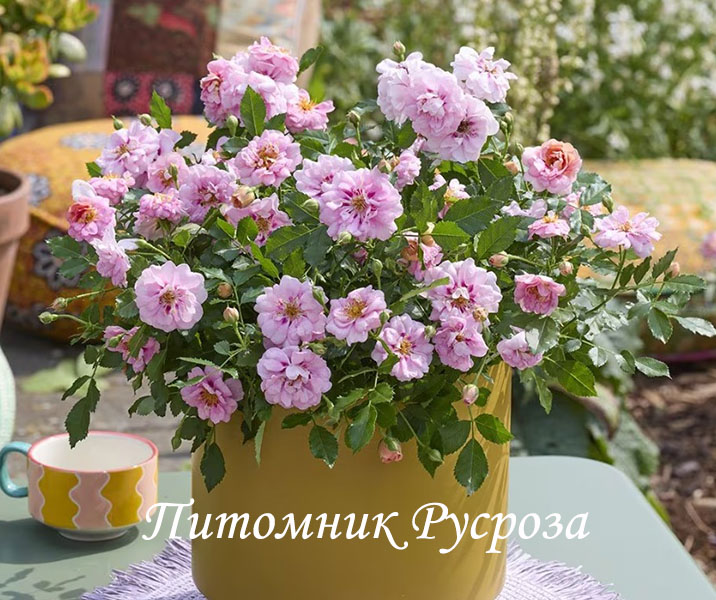 AMIROSE (KORHULTH005)