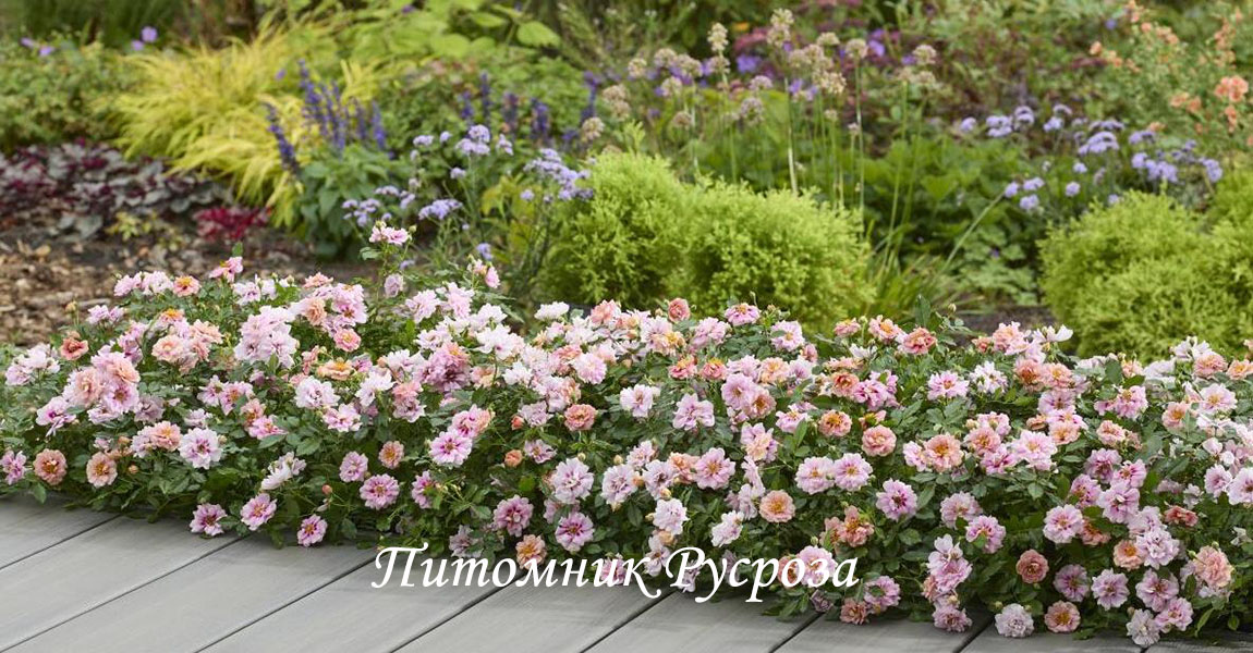 AMIROSE (KORHULTH005)