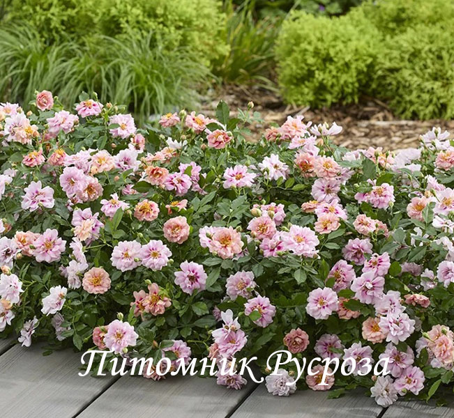 AMIROSE (KORHULTH005)