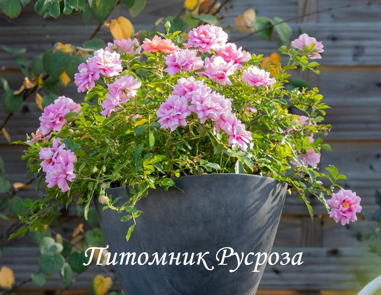 AMIROSE (KORHULTH005)