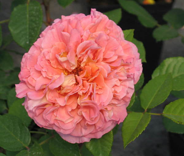 AUGUSTA LUISE (TANGUST)