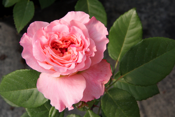 AUGUSTA LUISE (TANGUST)