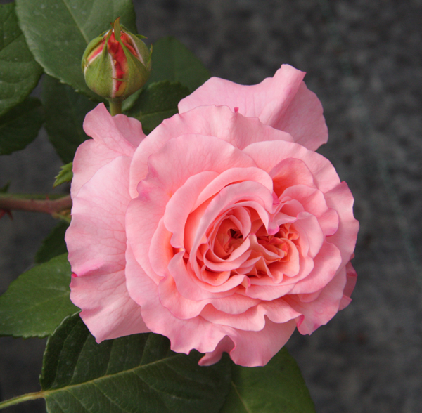 AUGUSTA LUISE (TANGUST)