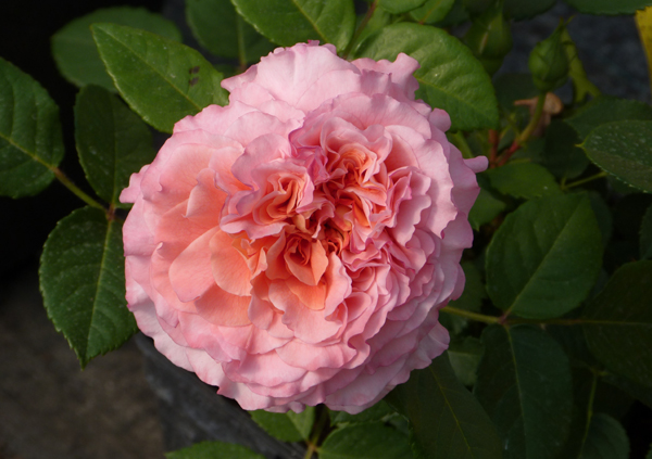 AUGUSTA LUISE (TANGUST)