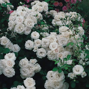 ASPIRIN-ROSE ШТ 50-70