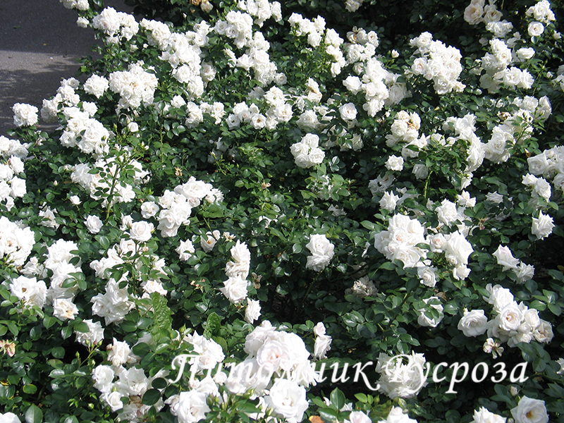 ASPIRIN-ROSE ШТ 50-70