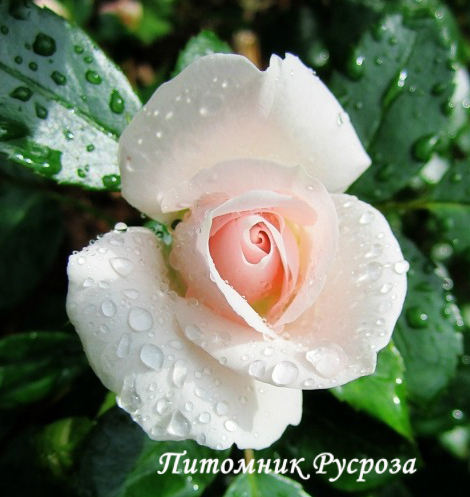 ASPIRIN-ROSE ШТ 50-70