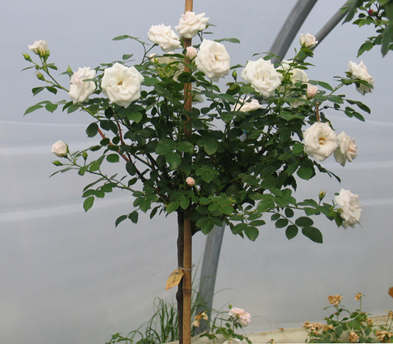 ASPIRIN-ROSE ШТ 50-70