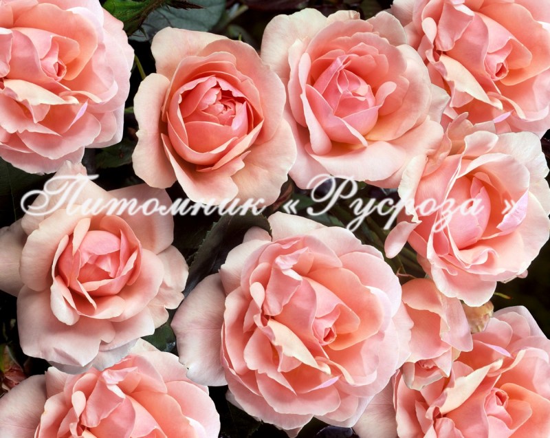 ASTRID LINDGREN ШТ 90-100