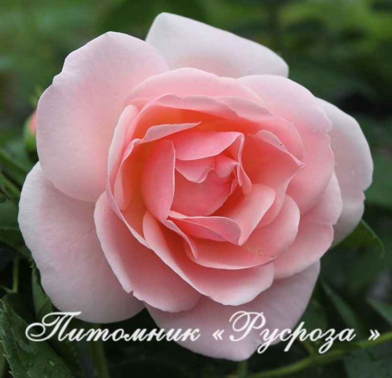 ASTRID LINDGREN ШТ 90-100