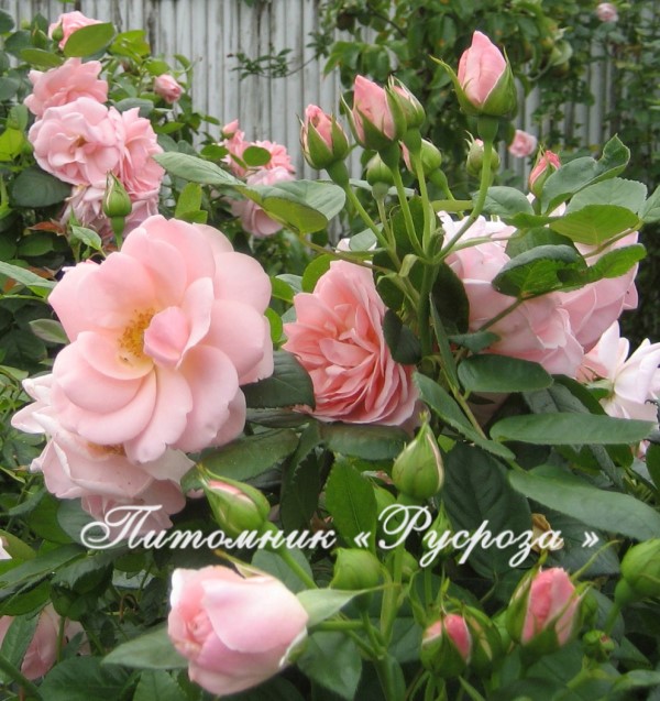 ASTRID LINDGREN ШТ 90-100