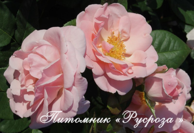 ASTRID LINDGREN ШТ 90-100