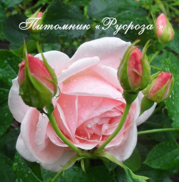 ASTRID LINDGREN ШТ 90-100