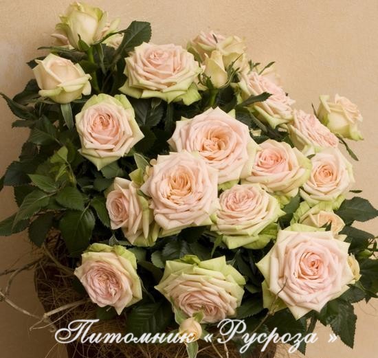 ATHENA (KORcripoco) ШТ 80-90