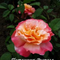 AUGUSTA LUISE (TANGUST) ШТ 60