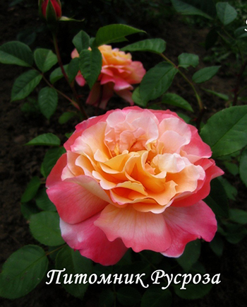 AUGUSTA LUISE (TANGUST) ШТ 60