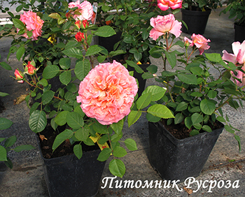 AUGUSTA LUISE (TANGUST) ШТ 60