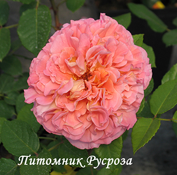 AUGUSTA LUISE (TANGUST) ШТ 60