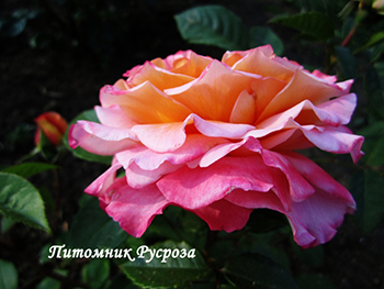 AUGUSTA LUISE (TANGUST) ШТ 60