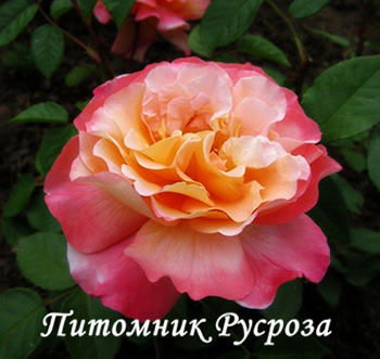 AUGUSTA LUISE (TANGUST) ШТ 60