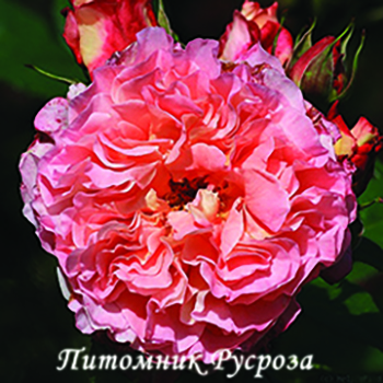 AUGUSTA LUISE (TANGUST) ШТ 60