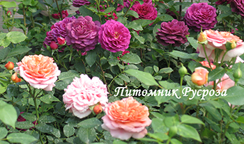 AUGUSTA LUISE (TANGUST) ШТ 60