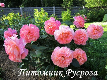 AUGUSTA LUISE (TANGUST) ШТ 60