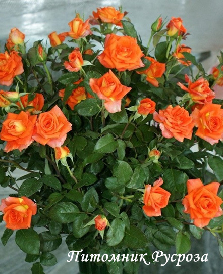 ALLA