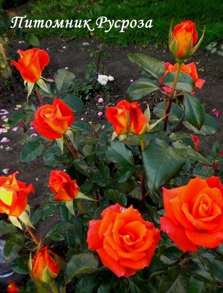 ALLA