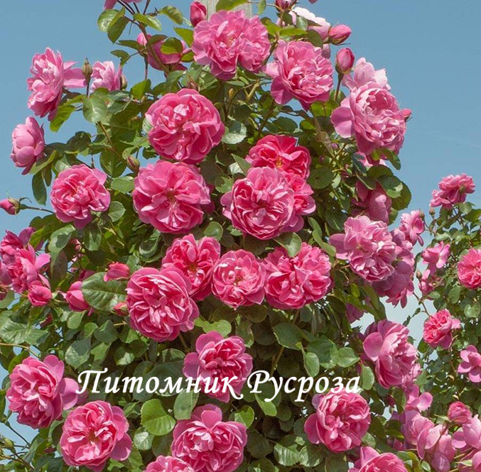 ALLEGRO (MEILEODEVIN)