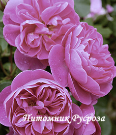 ALLEGRO (MEILEODEVIN)