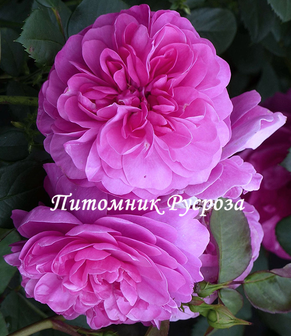 ALLEGRO (MEILEODEVIN)