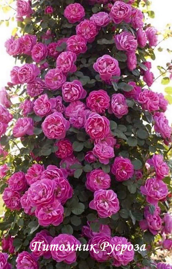 ALLEGRO (MEILEODEVIN)