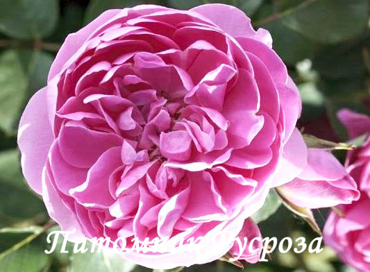 ALLEGRO (MEILEODEVIN)