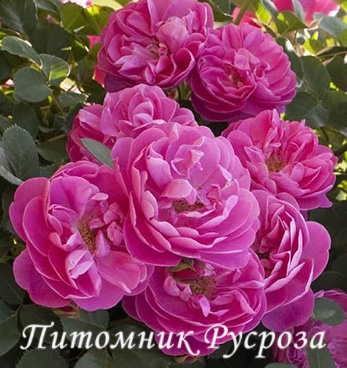 ALLEGRO (MEILEODEVIN)