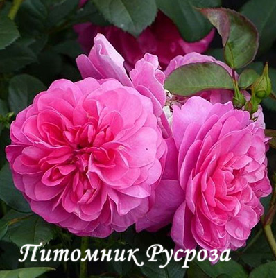 ALLEGRO (MEILEODEVIN)