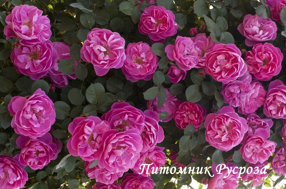 ALLEGRO (MEILEODEVIN)