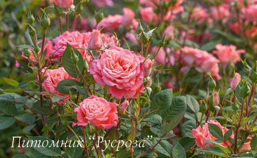 ALLEGRO SYMPHONIE